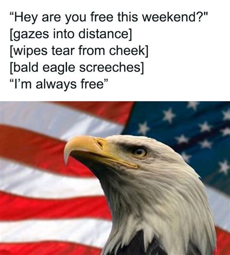 The 15 Best Bald Eagle Jokes Worst Jokes Ever