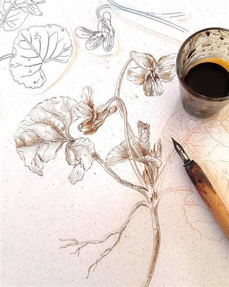 Pin by talina on سكتش رسم in 2024 Botanical drawings Ink