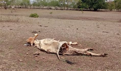 Más de 30 reses muertas por la sequía en Macaracas Día a Día