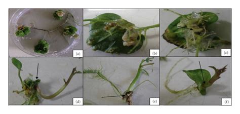 Direct And Indirect Organogenesis And Subsequent Plantlet Regeneration