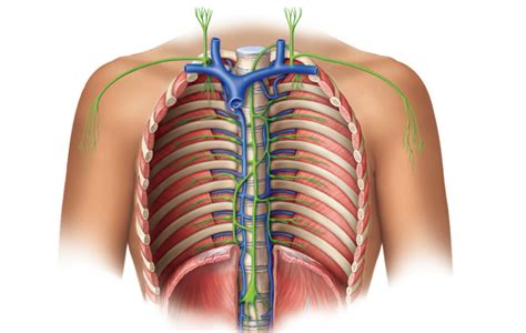 Lymphatic Anatomy Thoracic Diagram Quizlet