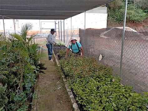 Prefectura entrega plantas para agro reforestación GPL