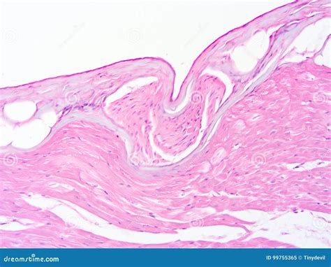 Histologie De Tissu Humain De Muscle Cardiaque Image Stock Image Du