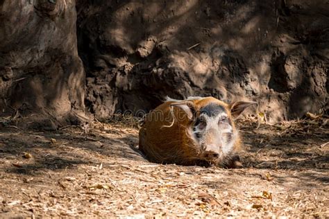 Red River Hog stock image. Image of mammal, orange, river - 111367001