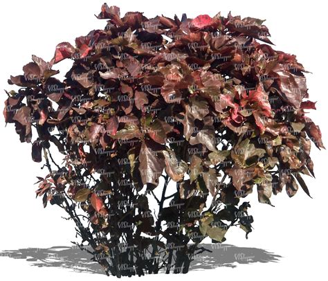 Cut Out Bush With Reddish Leaves Vishopper