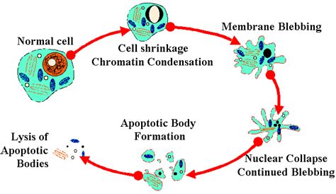 Welcome To Panurgy Biotech Wish You An Excellence Ever Apoptosis