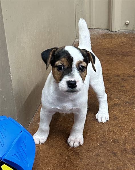 Sold Twitch Female 3 Tri Broken Female Jack Russell Terrier Puppy