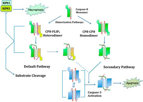 Dimerization Pathways Of The Caspase 8 Zymogen Result In Formation Of