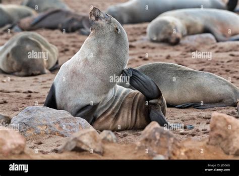 Namibia Cape Cross Otarie Orsine Arctocephalus Pusillus Brown