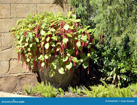 Red Hot Cats Tail Stock Photo Image Of Horticultural 84449502