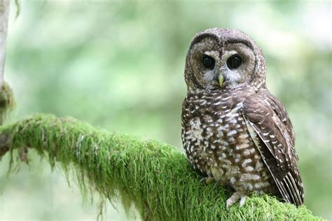 guide to bird smelly naturally 9