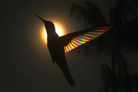 Incredible Images Of Hummingbird S Gleaming Wings