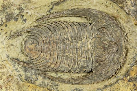 3.1" Early Cambrian Trilobite (Perrector) - Tazemmourt, Morocco ...