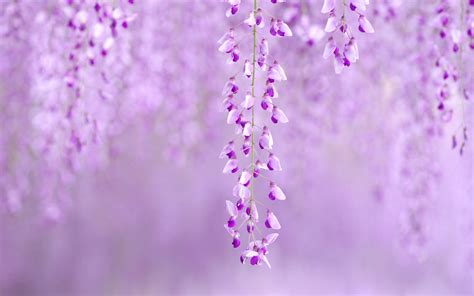 Wisteria Trees Wallpapers - Wallpaper Cave