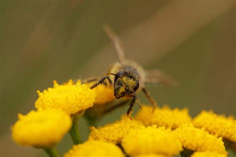 Abeja Que Recoge El Polen Imagen De Archivo Imagen De Frunce 33487375