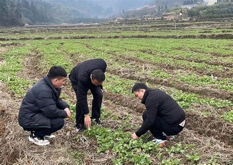 河棚镇：科技特派员送技到田头舒城县人民政府