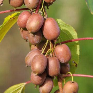 Kiwi jaune Actinidia deliciosa Kiwi Gold Variété femelle aux fruits