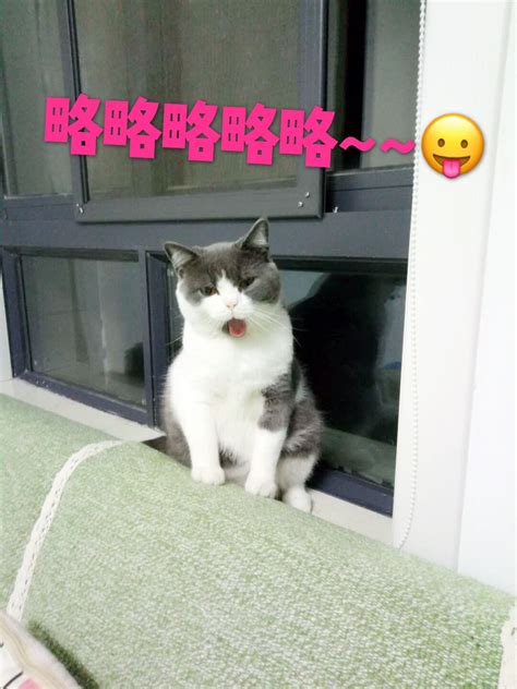 没听过猫咪呼噜的你一定不是个合格的猫奴 知乎