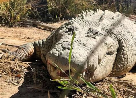 World Famous One Tonne Crocodile King Buka Dies In Captivity At The Age