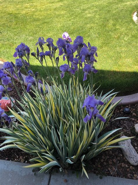 Iris Pallida Variegata Picturethis