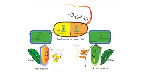 Innovative Strategy For The Control Of Citrus Canker Inhibitors