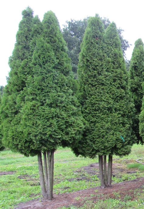 Edel Lebensbaum Smaragd H Cm Thuja Bestellen Der Pflanzenprofi