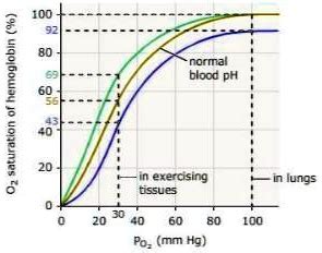 the bohr shiftthe graph below shows the hemoglobin dissociation curves also called equilibrium ...