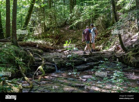 Europe Germany Baden Wuerttemberg Swabian Franconian Forest Nature