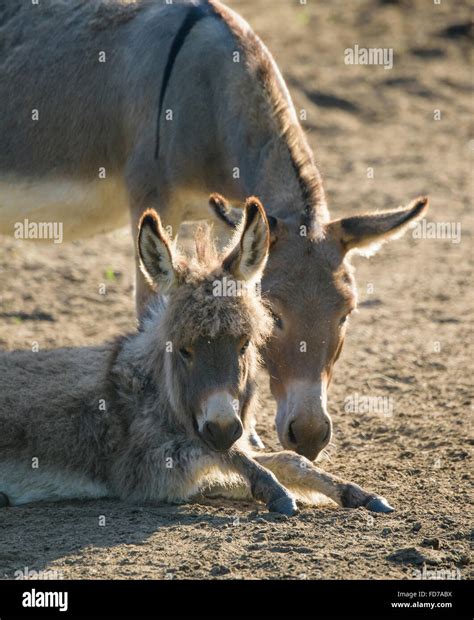 jenny  miniature donkey  foal lying stock photo alamy