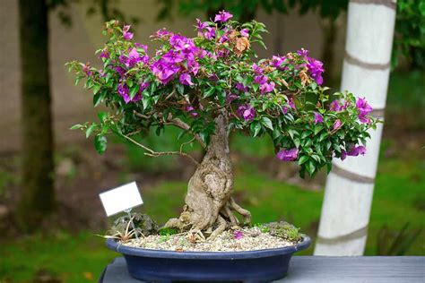 Bougainvillea Bonsai Tree Varieties Propagation And Care Guide