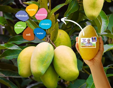 Ataulfo The Richest Mexican Mango With Denomination Of