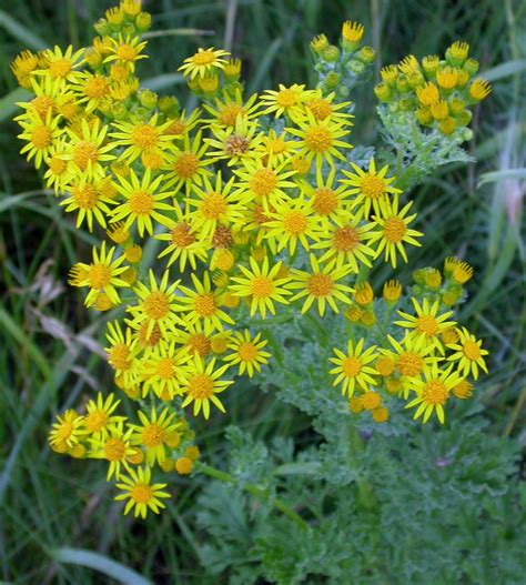 WISC - Washington Invasive Species Council