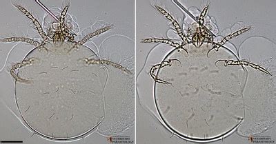 trombicula chigger mites monster hunters guide  veterinary