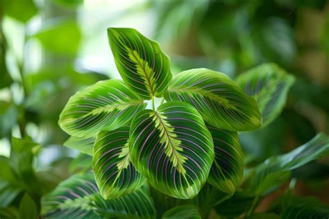 Boostez Votre Maranta Leuconeura Nos Secrets Infaillibles Pour Une