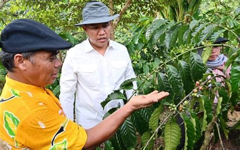 Desa Kahingai Menjadi Sentra Pengembangan Kopi Robusta