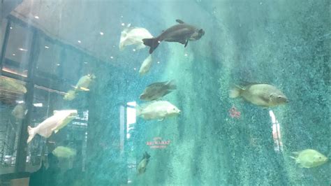 Aquarium Besar Di Mall Tentrem Semarang Youtube