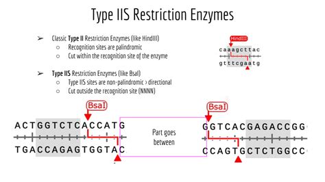 Igem Technology