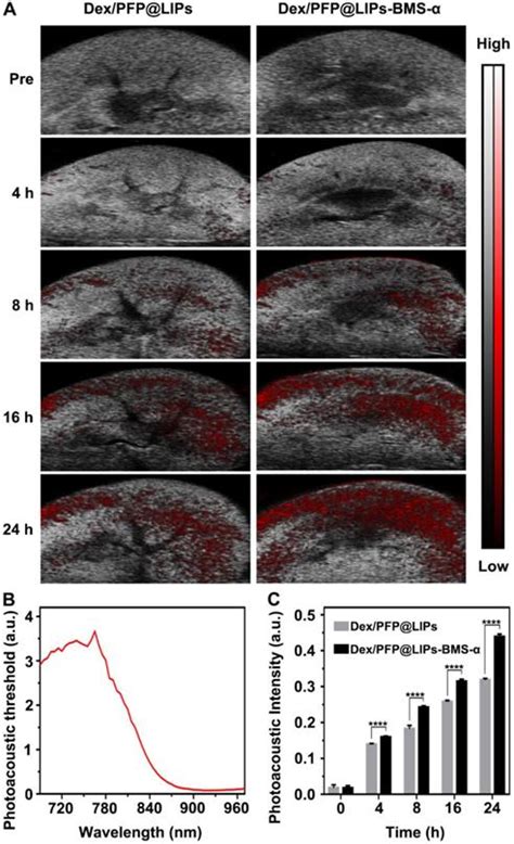 Visualized Podocyte Targeting And Focused Ultrasound Responsive