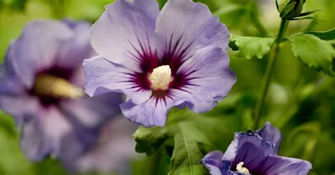 Hibiscus Syriacus Marina Garteneibisch Marina Haid Baumschulen