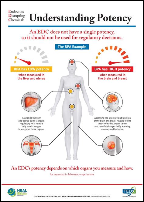 Endocrine Disruption Infographics And Fact Sheets — The Endocrine