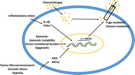 Frontiers Perplexing Role Of P Glycoprotein In Tumor Microenvironment