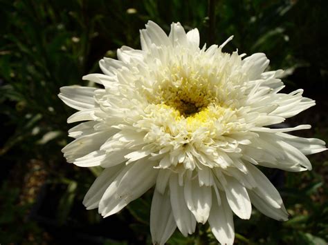 Leucanthemum X Superbum Wirral Supreme Manor Farm Nurseries