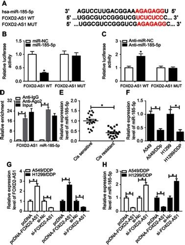 Full Article Lncrna Foxd2 As1 Confers Cisplatin Resistance Of Non