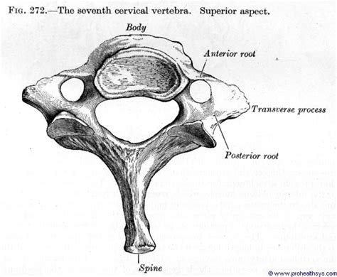 Cervical Vertebrae Dens