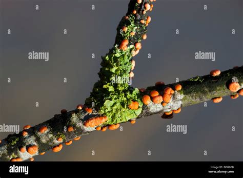 Coral Spot Fungus Nectria Cinnabarina Liverwort Pellia Epiphylla