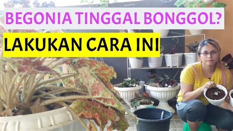 Cara Merawat Begonia Tinggal Bonggol Agar Tidak Mati Dan Tumbuh Tunas