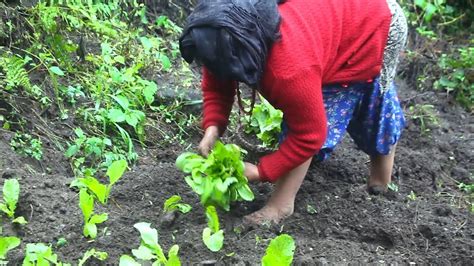 Transplanting Green Vegetables Youtube