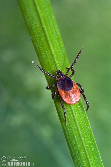 Ixodes Ricinus Pictures Castor Bean Tick Images Nature Wildlife