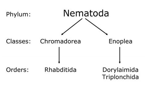 Introduction To Plant Parasitic Nematodes