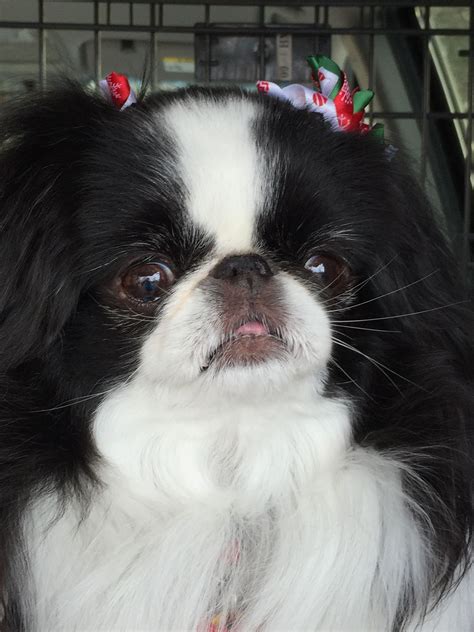 Pin By Sherrie Johns On Japanese Chins Japanese Chin Dog Japanese